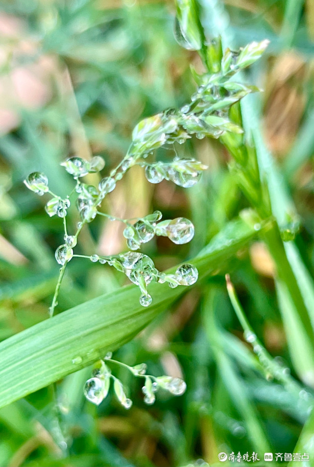 雨后树叶上水珠的图片图片