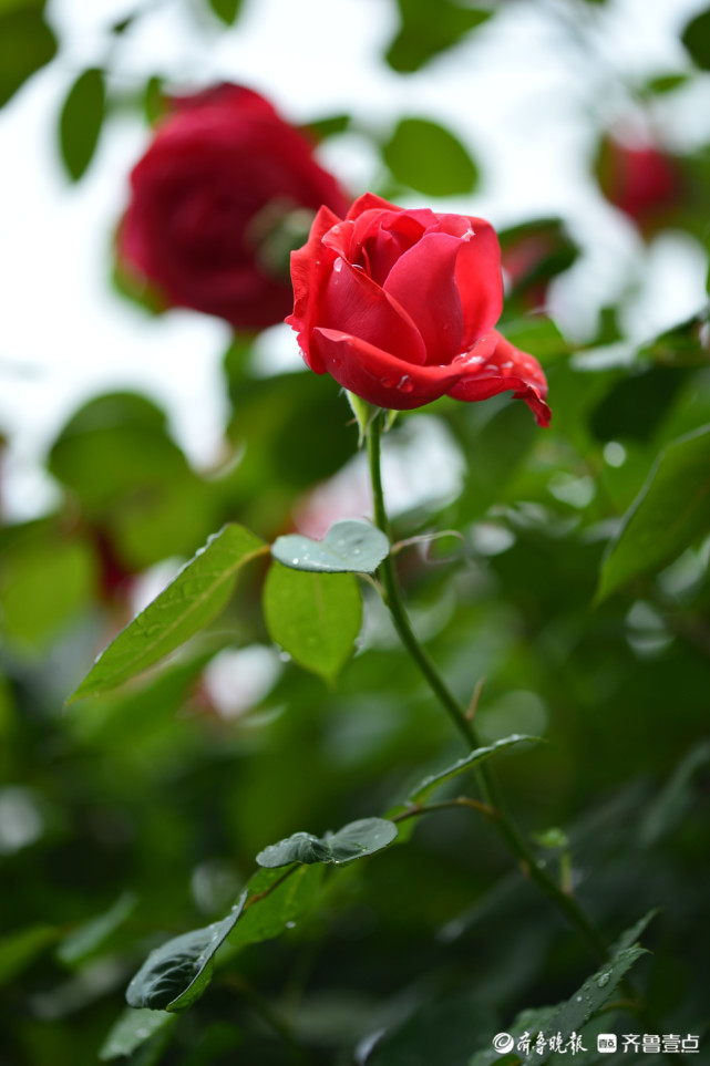 雨后的花朵清新美艳
