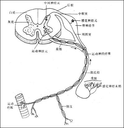 健康科普肌电图检查到底是什么