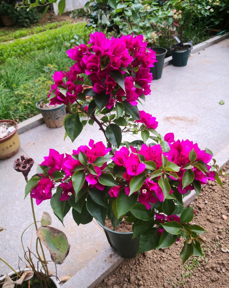 适合阳台养的三角梅—菲菲娜,花色美艳,丰花勤花,养护也不难