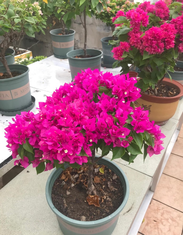 适合阳台养的三角梅—菲菲娜,花色美艳,丰花勤花,养护也不难