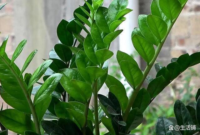 金钱树叶子发黄是什么原因?避开3个养护问题,叶片常年翠绿