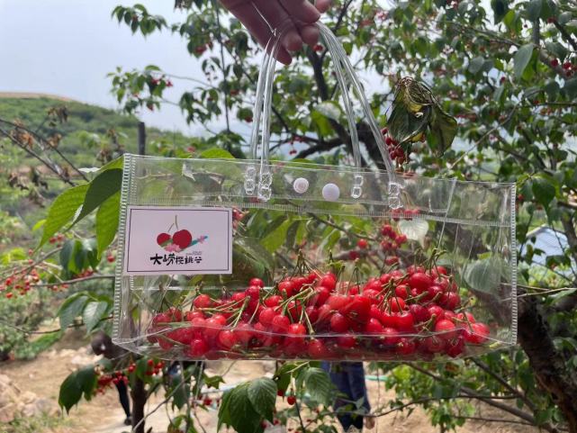 青岛第27届北宅樱桃节盛大开幕一起相约甜蜜盛会