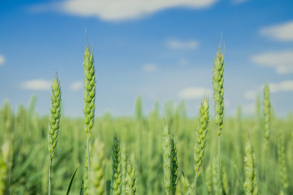 “收青麦转饲料”或增加粮食安全风险，是谁在高价收青小麦？专家解读