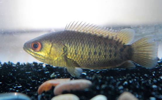 广西发现 "会走路"的鱼,扭动着身子在山道前行,咋回事?