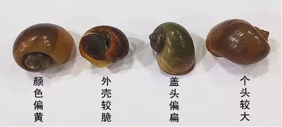 比田螺大实际上两者还是有很大区别的经常代替"田螺"在夜宵摊进行售卖