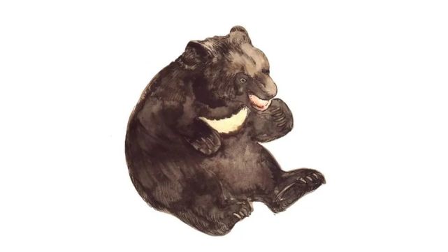 戴眼镜的小狗熊