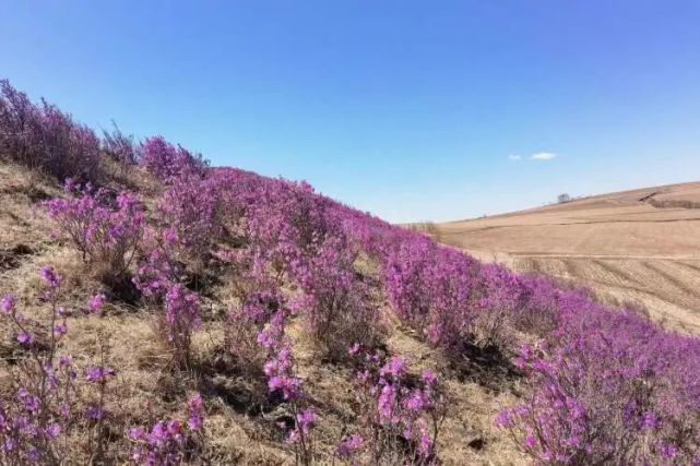 三岔河的杜鹃花开了