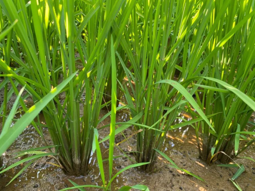 我们的新时代宁明水稻长势喜人丰收在望