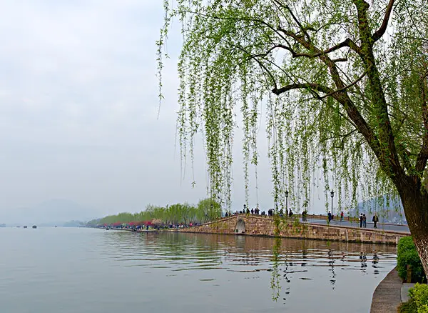 西湖边的柳树哪儿去了?刚刚,官方回应来了