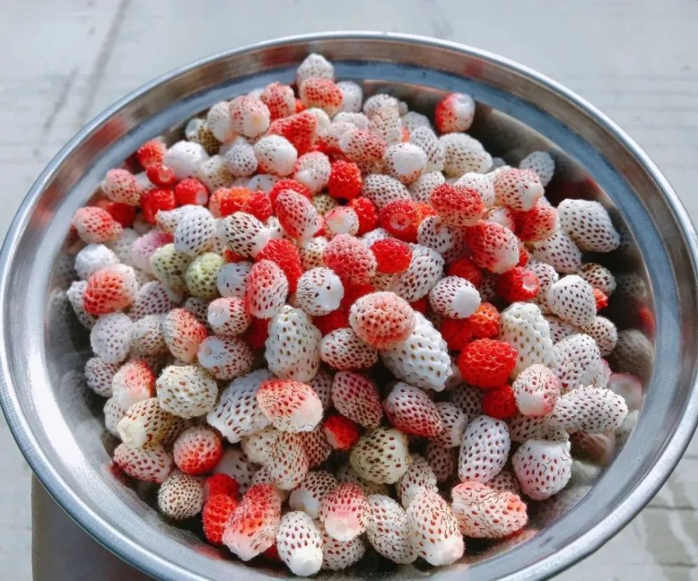 汉中这里的"泡儿67"熟了,约上三五好友赶紧去尝鲜!_腾讯新闻