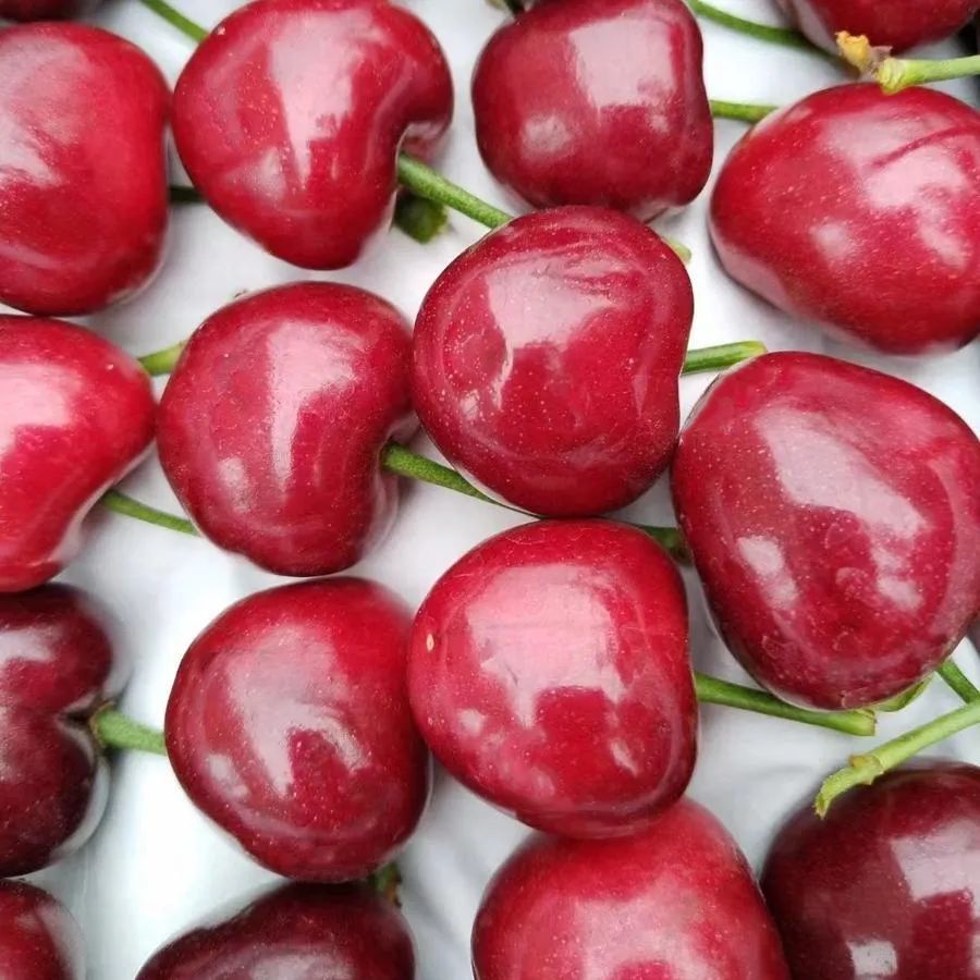 金顶红大樱桃美早大樱桃*放心下单*一旦您所在地区无法收货后台将直接