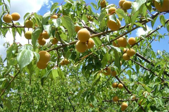 早夏梅雨诗词八首清赏:梅实迎时雨,四月熟黄梅