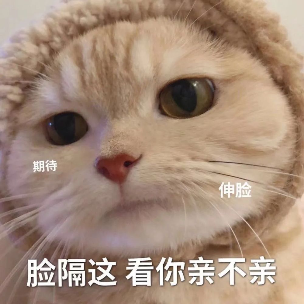 可爱猫咪表情包10