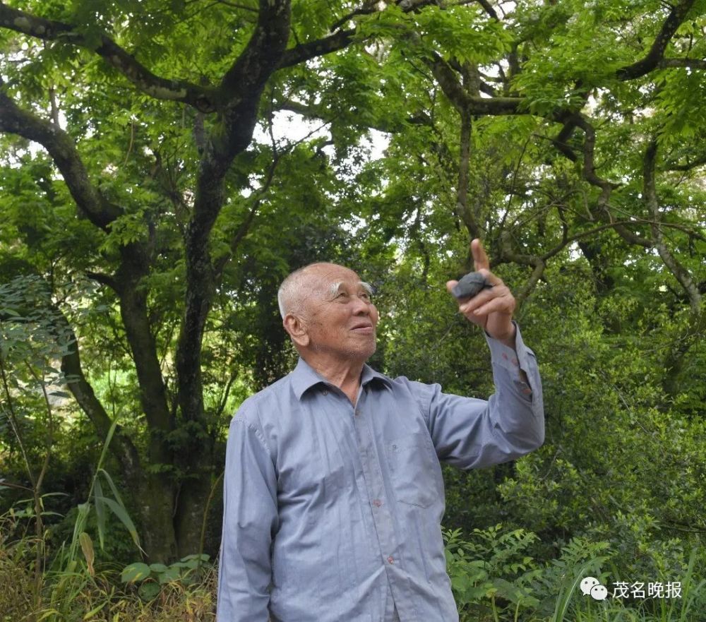 太美了信宜这片仪花如同樱之雪惊艳盛放