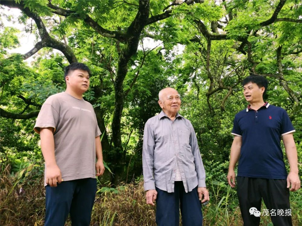 村干部,村民表示要继续保护好仪花树来源:茂名晚报