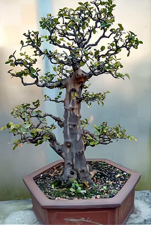 雀梅的特点,生长环境,养殖技巧,注意问题