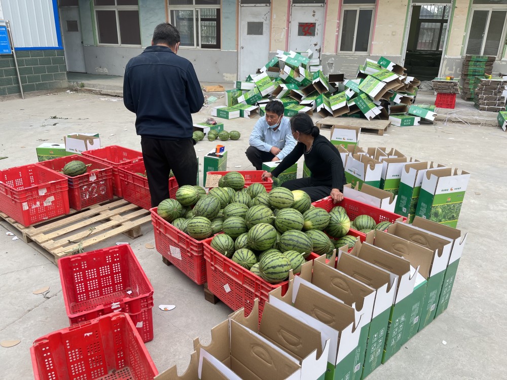 千人助力，中牟姚家镇西瓜一天卖出3万斤！深圳、湖北“吃瓜群众”也来了！腾讯新闻 7901