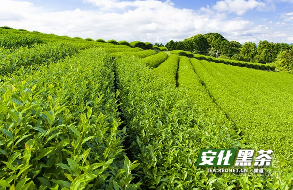 安化黑茶在区域经济和精准扶贫中的地位和作用