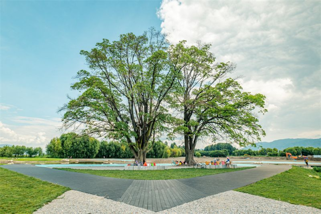 海舌公园夫妻树图片