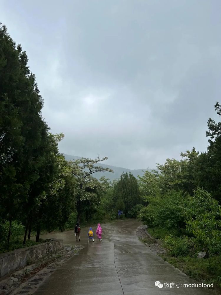 北京香山植物园户外记录，带孩子们雨中山野徒步，感受自然乐趣少将到中将多少年