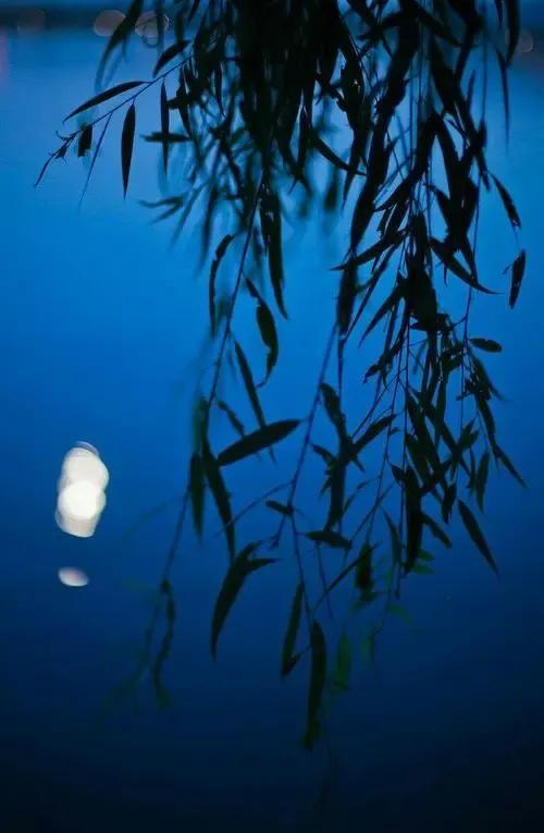 今宵酒醒何处,杨柳岸晓风残月.西湖砍柳树栽月季,文化底蕴何在