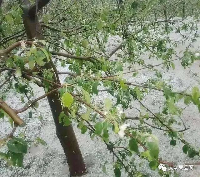 甘肅慶陽,陝西延安蘋果產區遭冰雹襲擊,遭受雹災後的果園管理