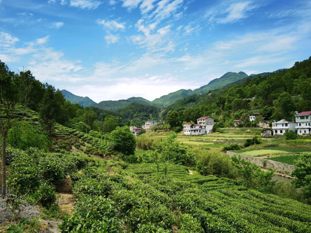 登上三元镇千亩茶山，郁郁葱葱的茶树吐露着