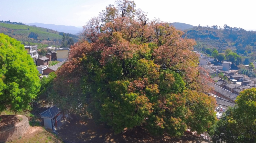 黄连木大树种植与养护技术