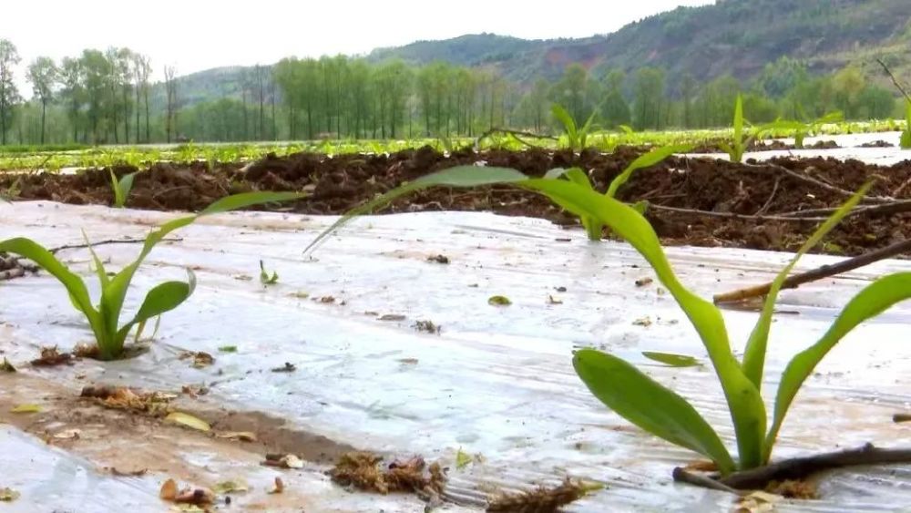 百亩以上玉米示范基地4处,其中千亩玉米示范基地位于河西镇新庄村人蓄