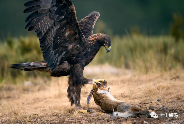 科学菌老鹰还能免疫蛇毒不分品种逮着就吃毒蛇真的拿老鹰没办法吗