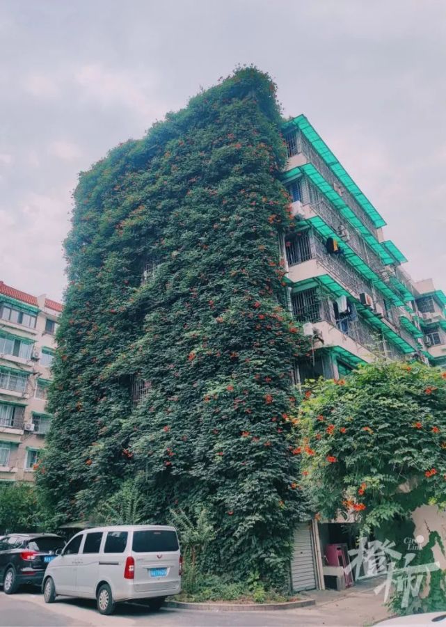 打铁关新村的网红凌霄花墙,为什么没了?