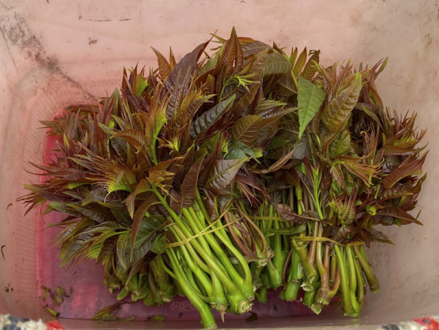 作家汪曾祺在《豆腐》中写道:春椿拌豆腐是拌豆腐里