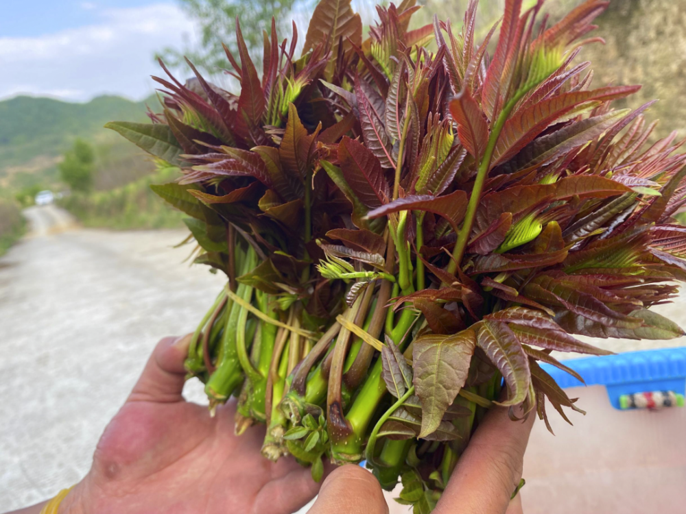 小編帶你走進開陽禾豐香椿基地一30萬株新鮮香椿芽