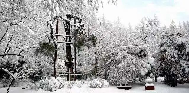 东大六朝松,"金陵树王"!