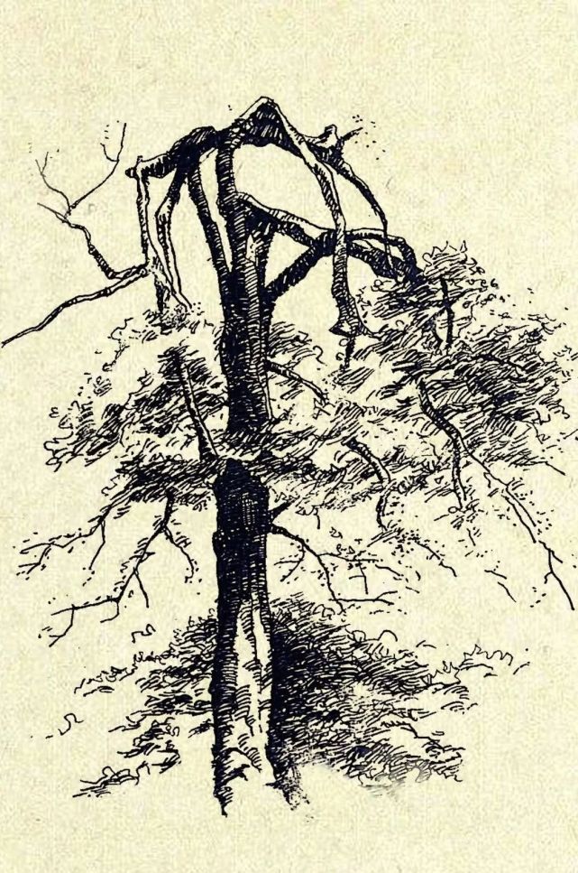 东大六朝松,"金陵树王"!