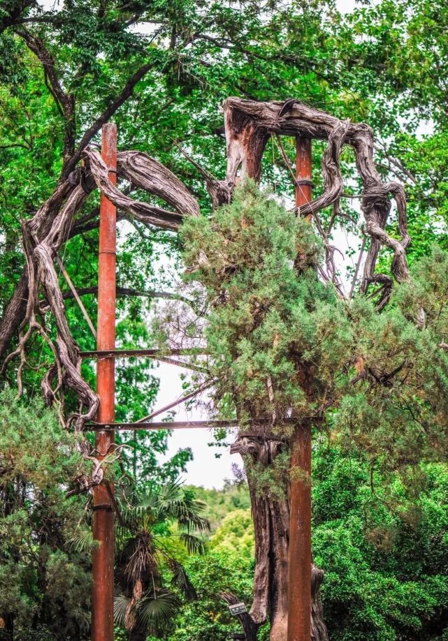 开春后,东南大学请来南京市盆栽研究会的专家,用雕琢盆景的技术给这个