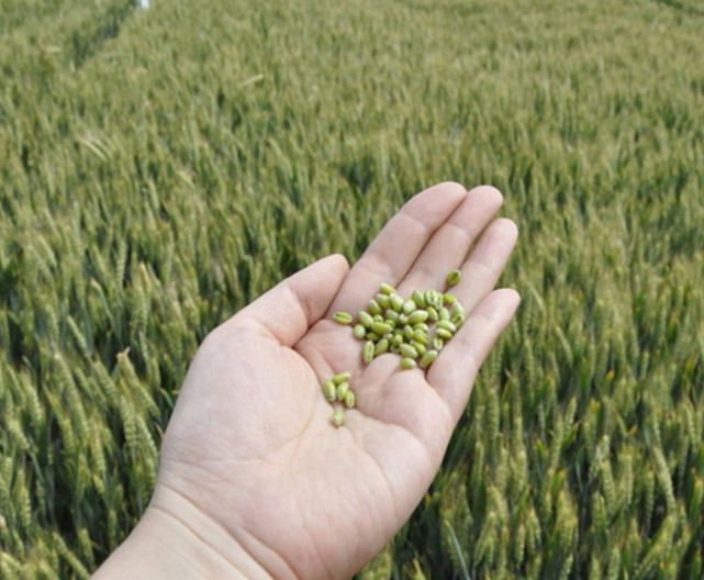 农村种植的青麦,收割去都做这些东西了,大家一起看看吧