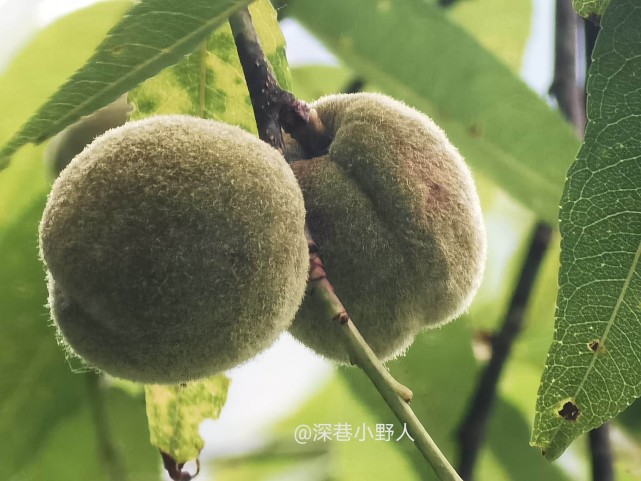 雲南野果食【七】——野毛桃