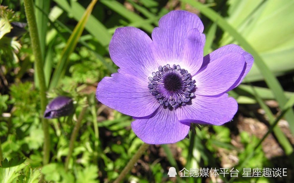 5月13日星座运势 众望所归 脱颖而出的四大星座 腾讯新闻