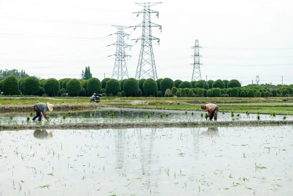 10年耕地面积锐减40％：四川“天府粮仓”究竟怎么了？蜜柚视频在线视频下载2023已更新(知乎/网易)