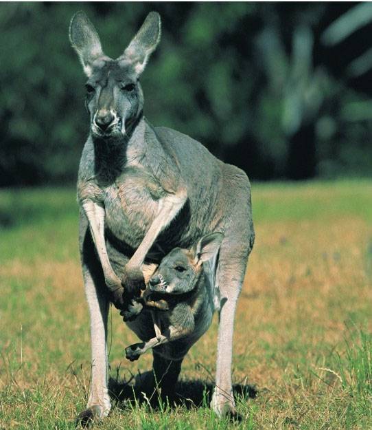 最敏捷的胎儿从母袋鼠的生殖道到育儿袋里至少爬行了1015厘米