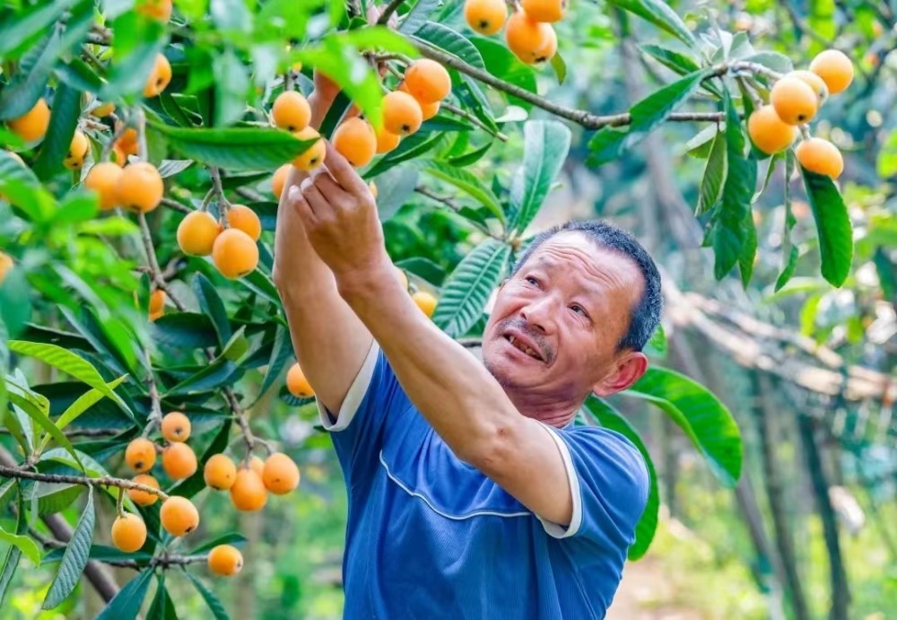 枇杷熟了重庆多地可采摘持续至5月底
