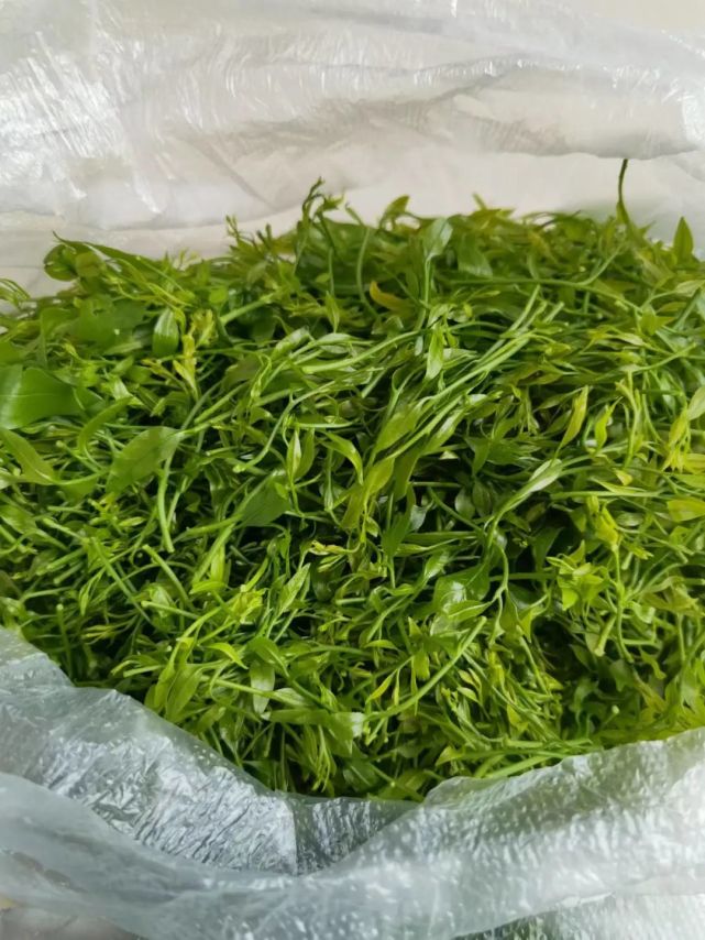 多亏了这项技术,双柏这种好贵好贵的菜终于吃得起了!