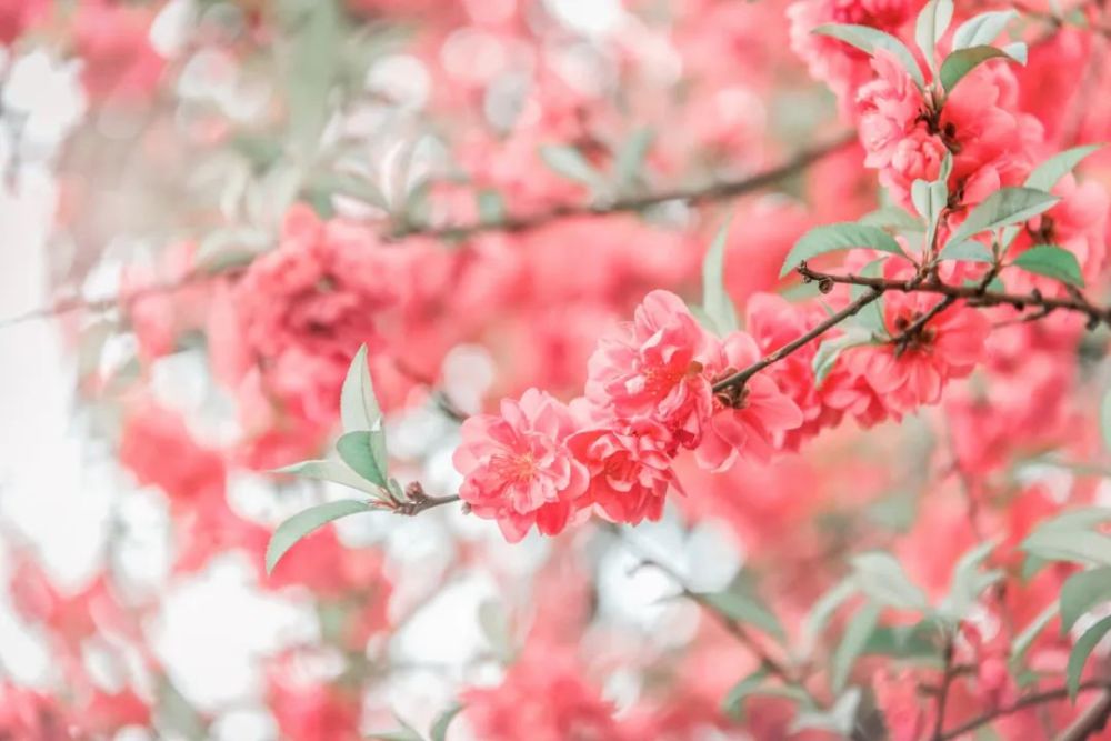 四月，你可能不看花，但你能拒绝得了樱桃的诱惑吗？