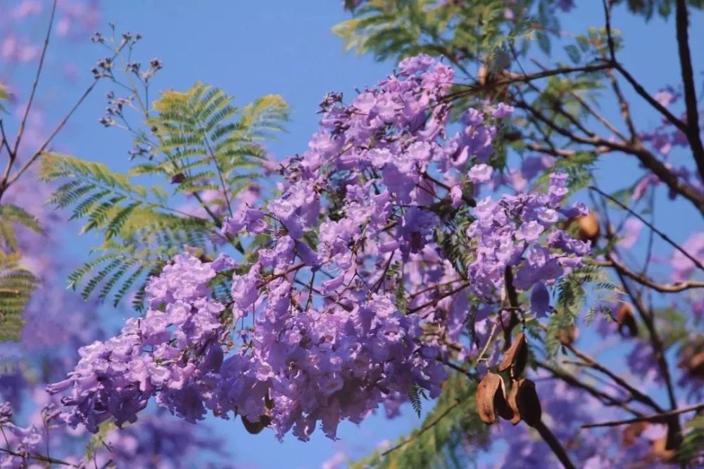 蓝花楹怎么读(蓝花楹别名叫什么)