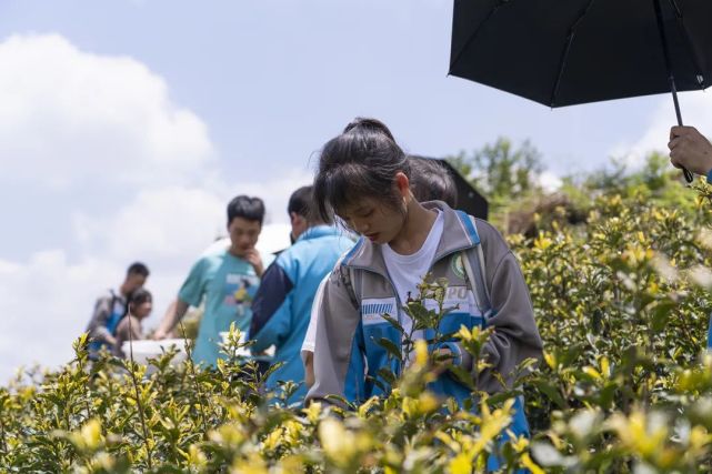 织金:千余学生上茶山·劳动实践有期盼