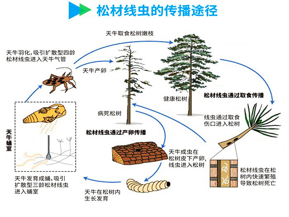 松树变红添美景松树癌症松材线虫病到底该如何防治