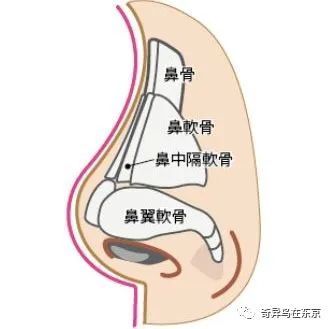 你的医美百科全书鼻中隔鼻小柱整形丨日本整容整形