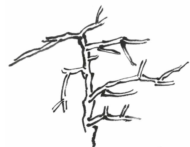 書畫聯盟丨四種類型樹枝的畫法步驟
